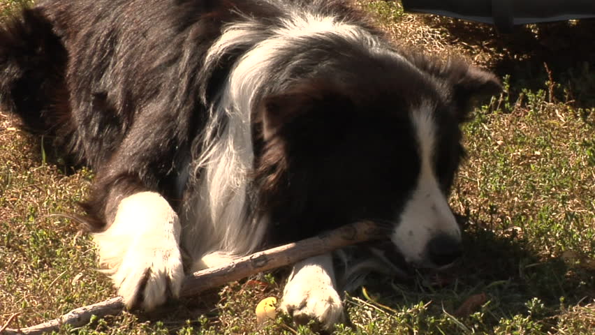 dog chews on stickSunset through smoky shaky shot