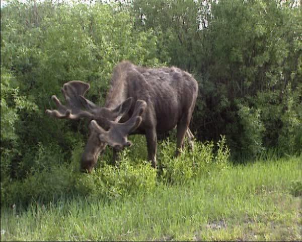 Moose bull eating twigs. Moose is an Indian word meaning "eater of twigs". In Europe,the moose is known as elk.
