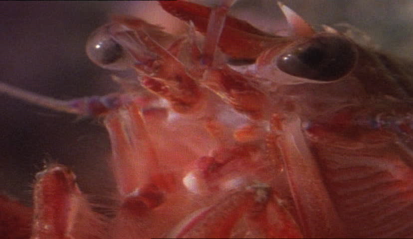 Krill