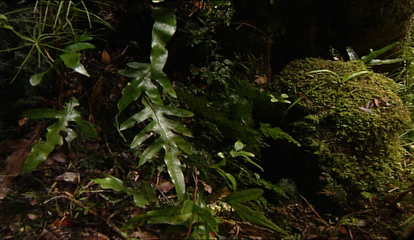 Tree ferns