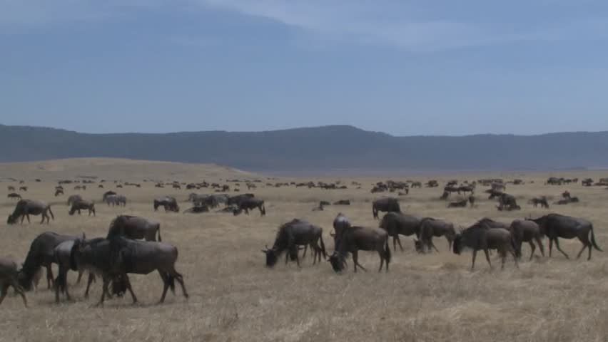 Wildebeest (Connochaetes taurinus) grazing, close-up