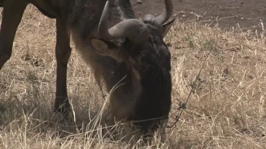 Wildebeest (Connochaetes taurinus) grazing, close-up