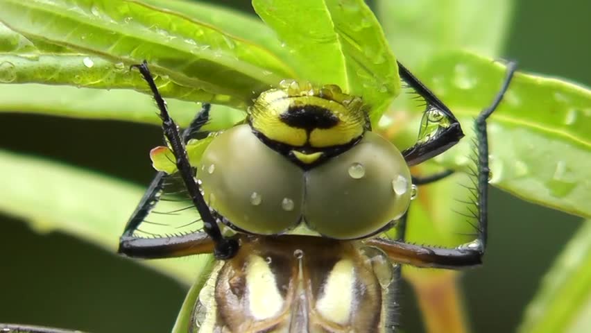 Aeshna (Aeshna cyanea)