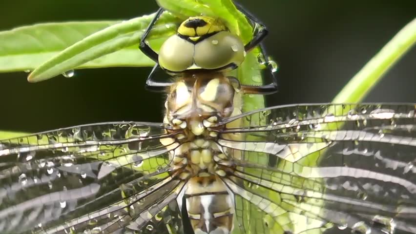 Aeshna (Aeshna cyanea)