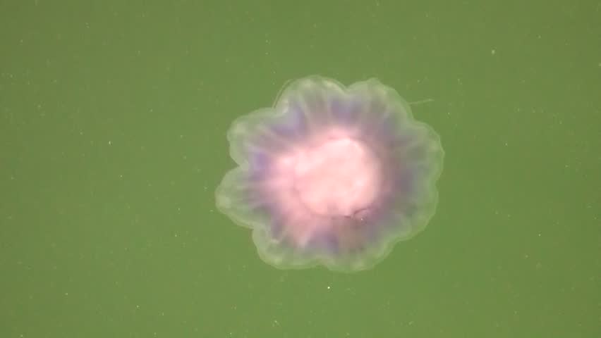 Jellyfish (Aurelia aurita)