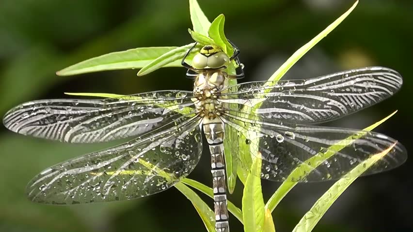 Aeshna (Aeshna cyanea)