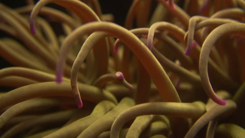 North Sea Shrimp