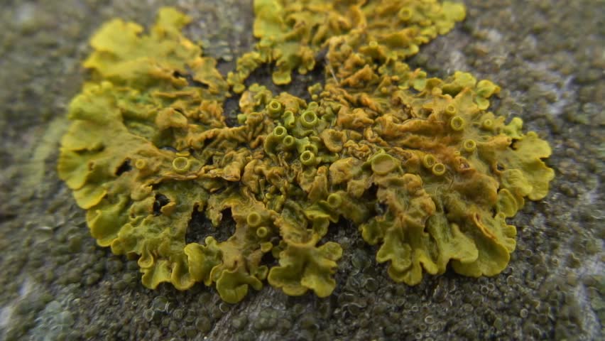 Yellow foliose lichen