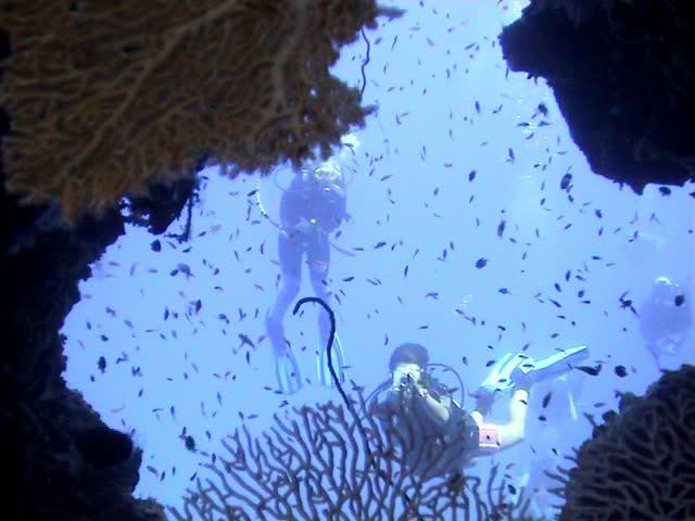 Diver takes photo through some stag horn fan coral