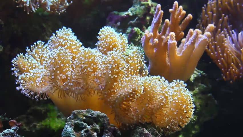 Coral Sarcophyton elegans and yellow fish