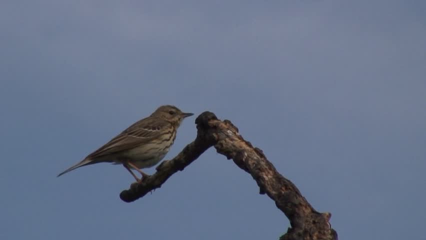 Tree Pipit on a branch