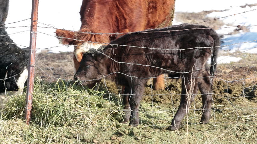 Newborn bull calf laying down near mother cow. Farm ranch with newborn calf and cows eating hay during winter. Black Angus mixed breed cattle. Gentleman ranching operation for self sufficiency.