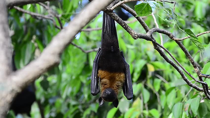 Hanging flying fox is about to wake up with noise around