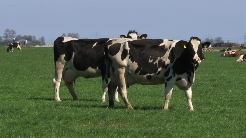 Pair of Holstein-Friesians dairy cattle graze in Dutch polder landscape at Niehove, province of Groningen.