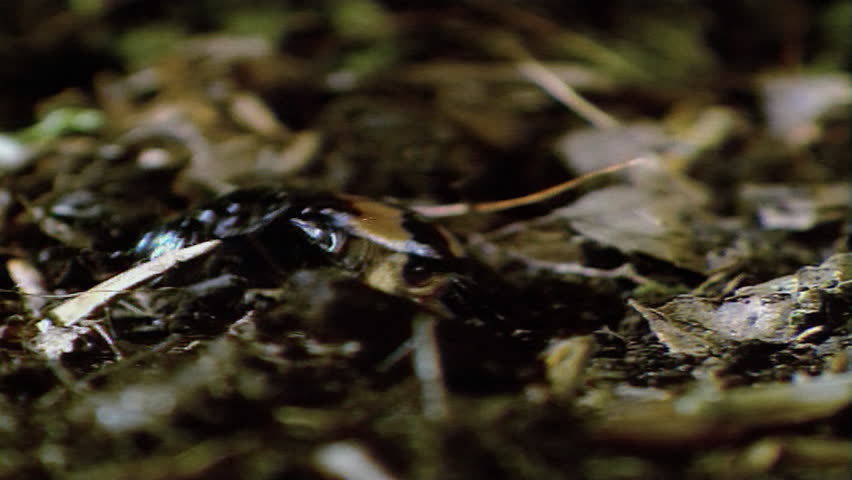 Burying beetle