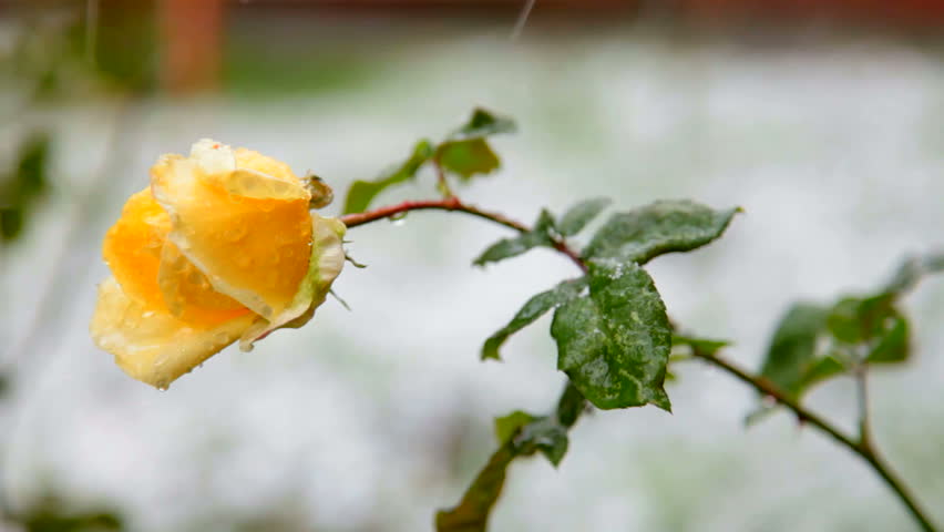Flower under first wet snow