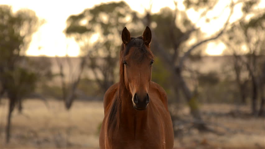 Portrait of a horse staring at the camera, it looks away then looks back at the camera. The horse is lit by the early morning sunlight on an Australian farm.