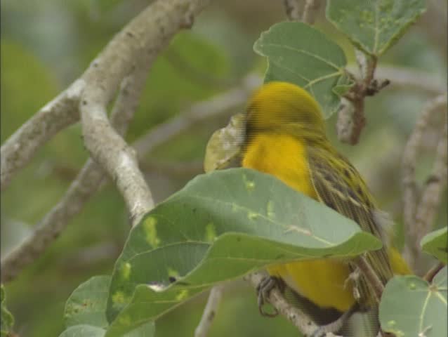 Lesser Masked Weaver, Ploceus intermedius, perched on branch. The males are responsible for building the nests