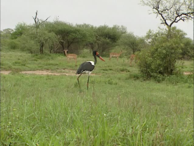 Saddle-billed Stork in Kruger park, South Africa, antelopes in background,