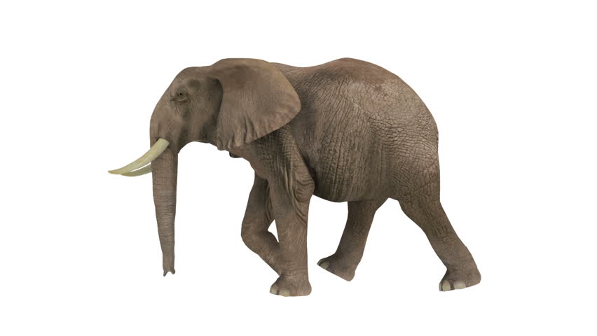 Elephant Walking On A White Background Stock Footage Elephant Walking On A White Background Stock Footage