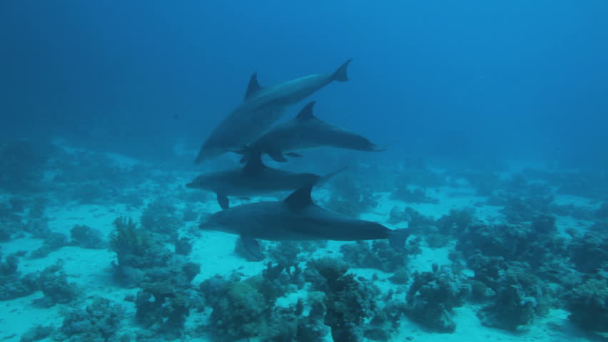 school of dolphin play in the water