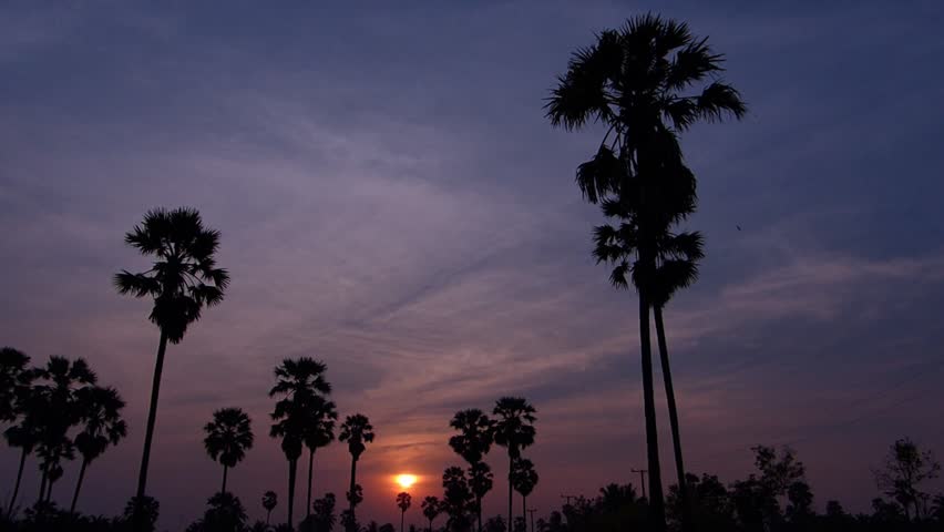 Rice fields in the evening.