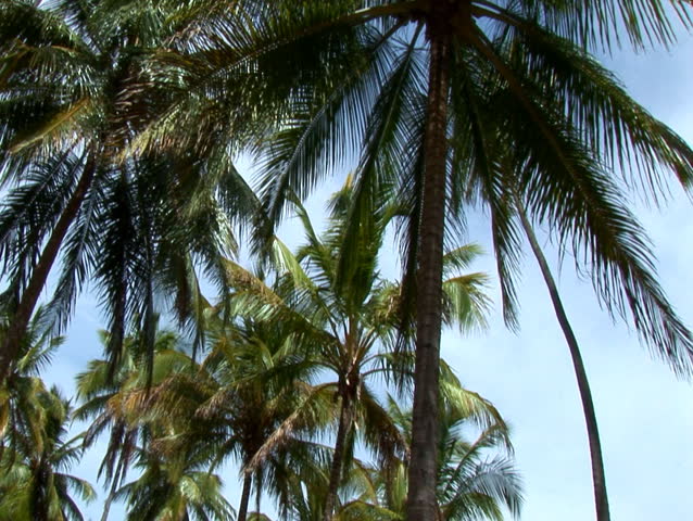 Tilt Down Coconut trees to wide with Sea in background (127)