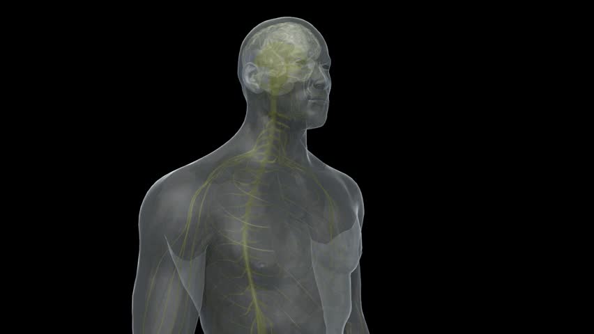 Transparent 3D human male head and torso endorphin high on drugs highlighting CNS brain excitation down to peripheral nerves