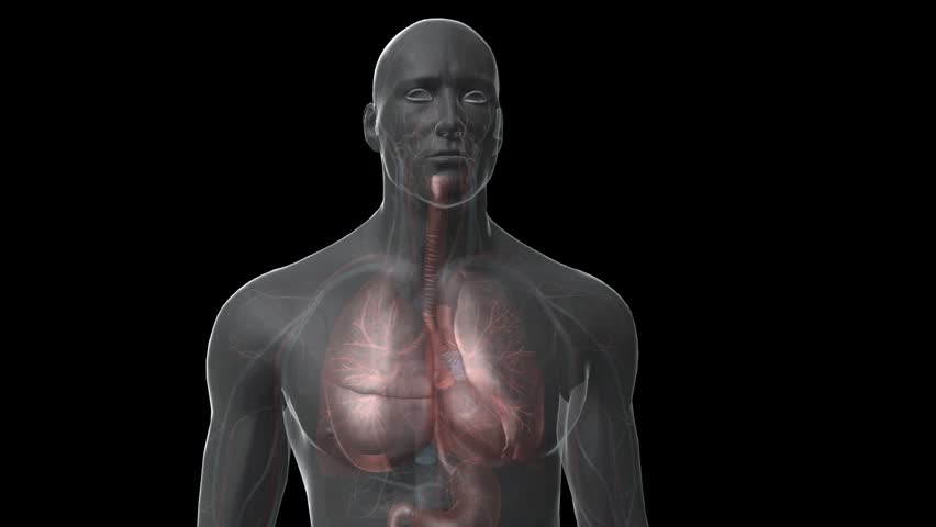 Anterior front view of 3D perspex male breathing and heart beating  showing cardiovascular and respiratory system