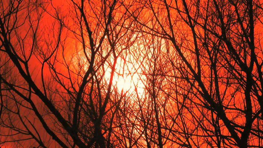 Leafless, silhouetted tree branches sway in wind against muted sun, red sky, on Halloween. 1080p