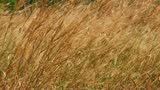Morning grass.