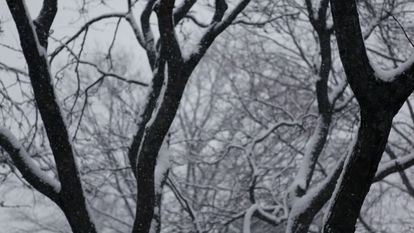 Snow falls in the trees. Camera tilts up the tree trunks and back down again. Slight slow motion (shot at 30fps and conformed to 24fps for a speed of 80%).