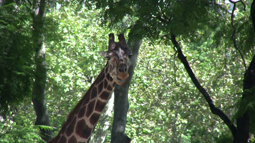 Head and neck of a giraffe, surrounded by bushes and trees. Shot at a zoo, but that is barely noticeable (Source HDV 1080i50, Can. HV30).