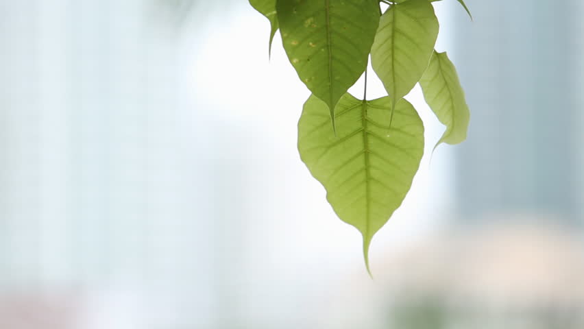 Bodhi leaves flew by the wind