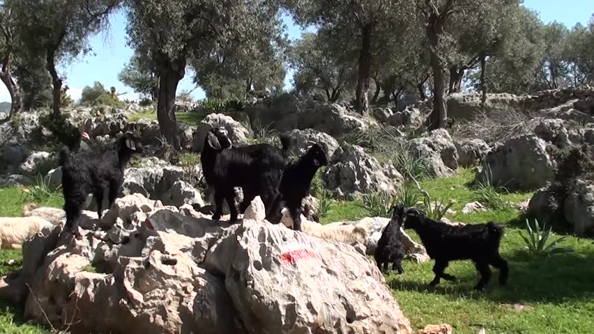 Herd of small goats