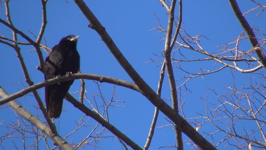 Isolated Crow Sitting on a Bare Branch, Raven on a Windy Day, Crows, Ravens