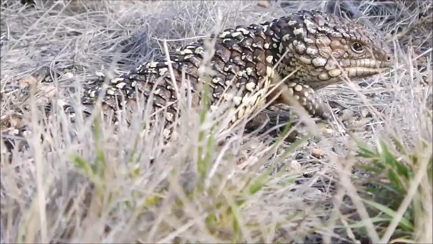 shingle back lizard in the Outback of Australia