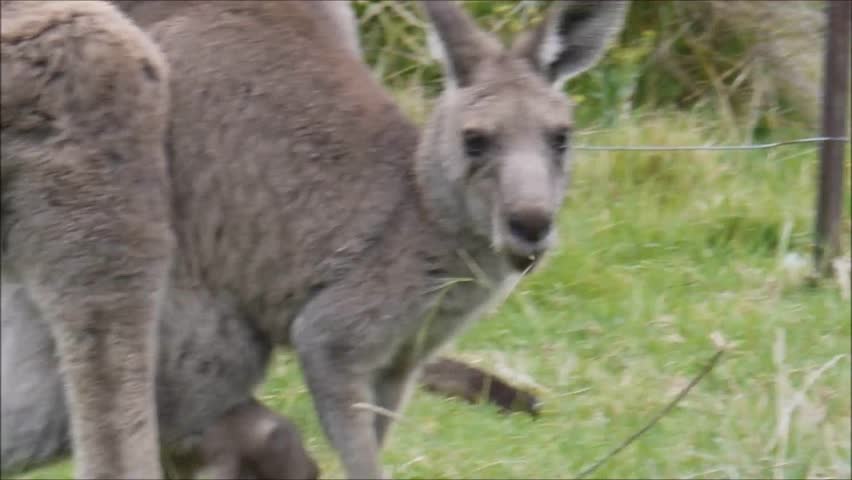 Wallabies at a National Park in New South Wales/Australia