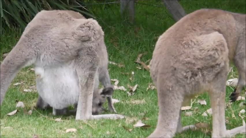 Wallabies at a National Park in New South Wales/Australia