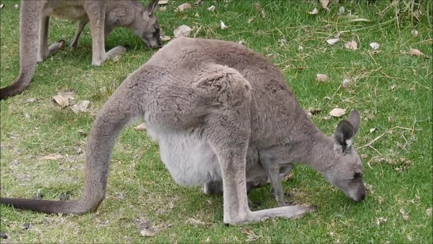 Wallabies at a National Park in New South Wales/Australia