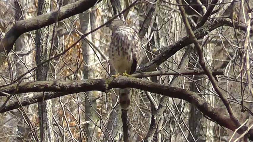 A sharp-shinned hawk shows off for the camera while sitting on a limb in the forest where he hunts.