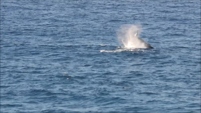 Humpback whales at Gold Coast in Queensland, Australia