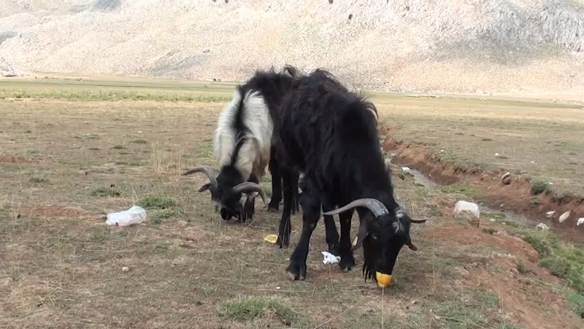 Two goats eating pickings from picnic â garbage, lemon etc. 