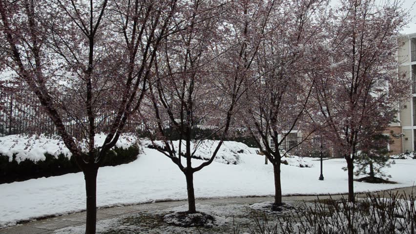 Pink Cherry Blossom Trees during Snow Storm on Spring Season