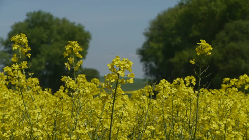 Yellow oilseed rape field. Alternative energy. 