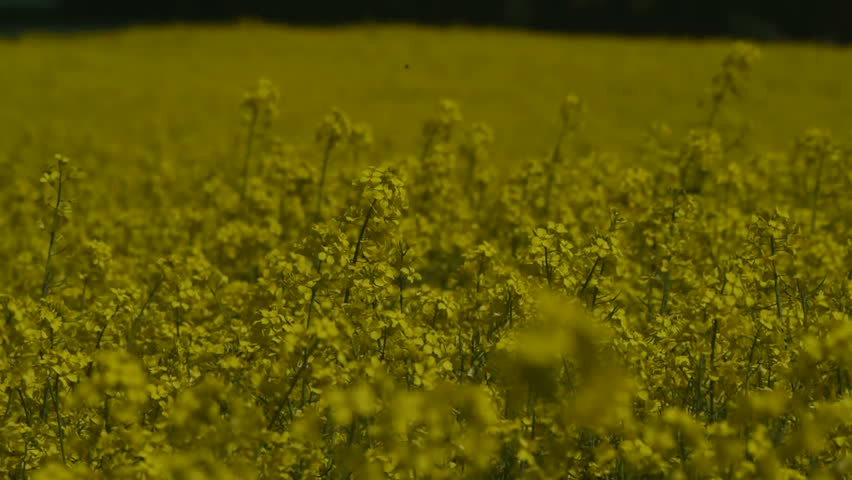 Yellow oilseed rape field. Alternative energy. 