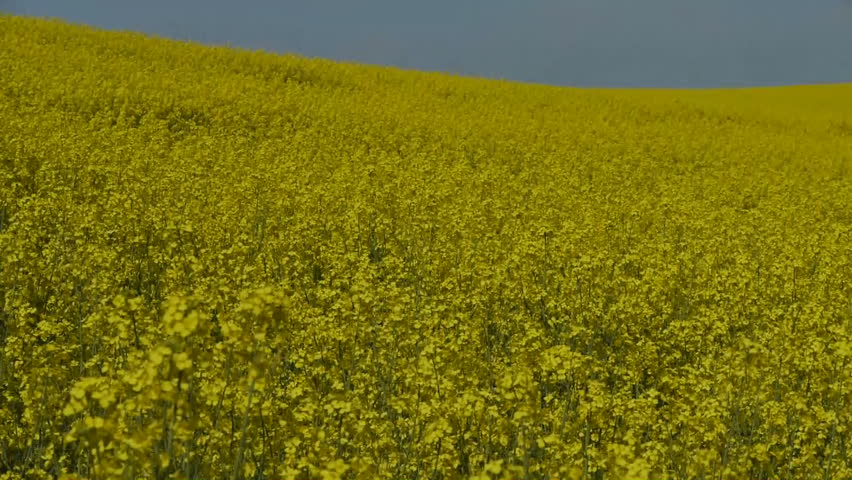 Yellow oilseed rape field. Alternative energy. 
