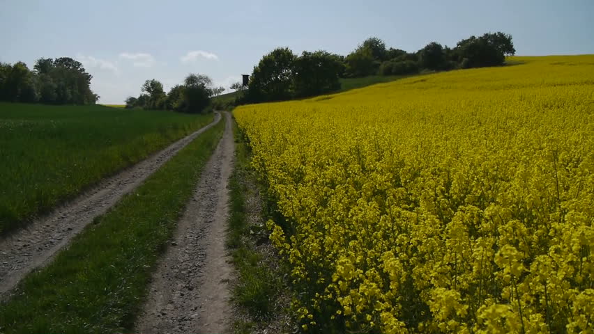 Yellow oilseed rape field. Alternative energy. 