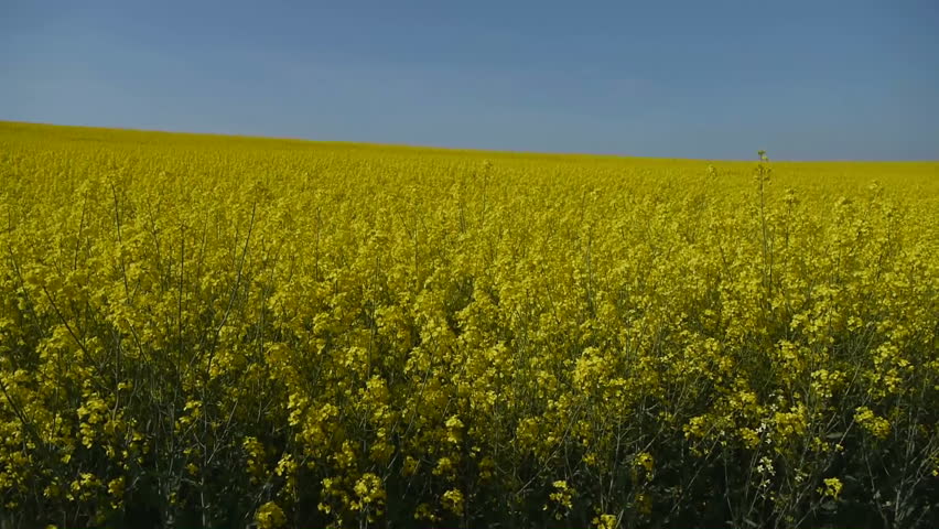 Yellow oilseed rape field. Alternative energy. 
