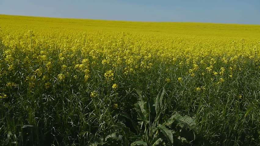 Yellow oilseed rape field. Alternative energy. 